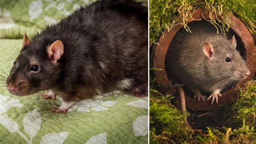 Rats 'the size of cats' sneaking through toilets into UK homes, pest expert warns