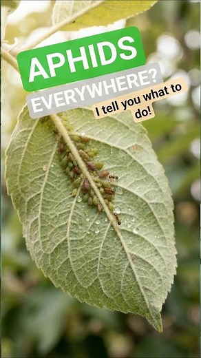 APHIDS Everywhere? 🐜 Stop the Ants First! How to stop aphids!