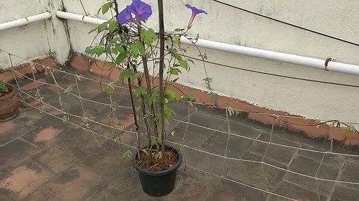 Do Morning Glories Come Back? - Essential Gardening Basics - Gardening Dream