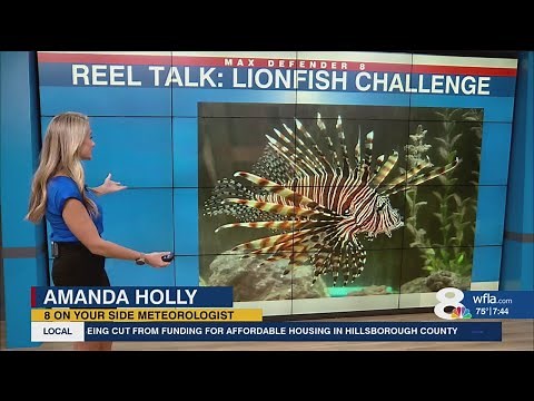 Reel Talk w/ Amanda Holly: Record breaking year for the FWC Lionfish Challenge