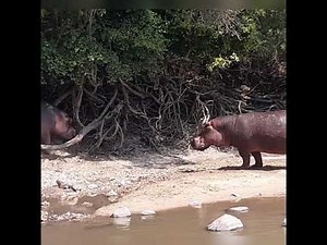 Hippos fight and mating