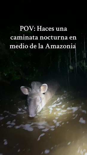Caminata Nocturna en la Amazonía con Ellie el Tapir