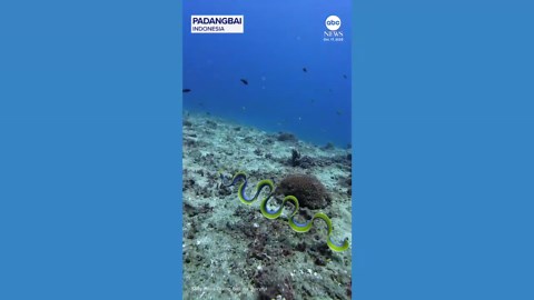 Electric-blue ribbon eel stuns divers off the coast of Indonesia