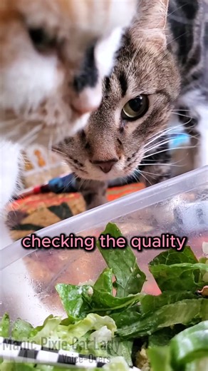 When it comes to food, Susie really loses her ability to hear the words "no", "please stop", "don't eat my food" "stop being a butt nugget", none of it. I do appreciate the poison tests though, I just hope she has the ninja-spy skills to digest the poison safely herself ❤️ Cat: My Susie q and Calvin Voice-Overs and edits: Me 👋🏻😊 . . Encouraging positive mental health, one cat video day at a time. Subscribe to my Youtube or Patreon, or say hiiee to help support my channel 💜 And don't forget t
