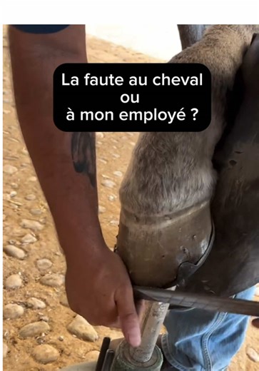 🚨LES CHEVAUX SON DANGEREUX🚨 #cheval #equitation