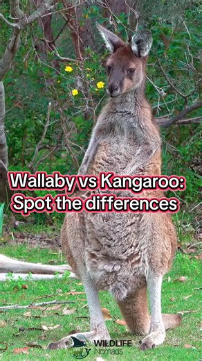 Kangaroo vs Wallaby: Key Differences Explained