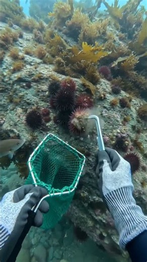 This Underwater Treasure Is Covered in Spiky Sea Urchins! 😳🌊