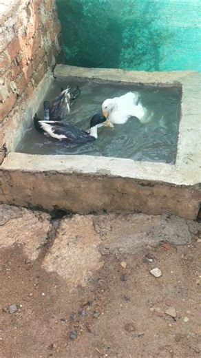Indian runner duck farming in Indian village #ducklife #cuteanimal #animals #ducklings #cuteduck