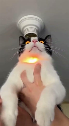 Cat With Lamp In Head!
