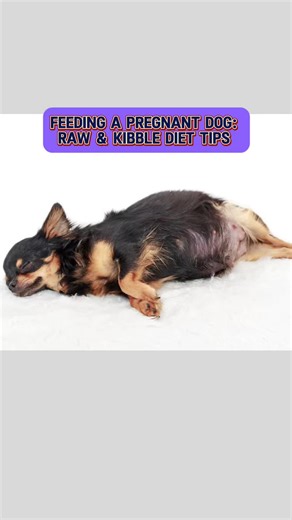 betterdogbreedingtracey on TikTok