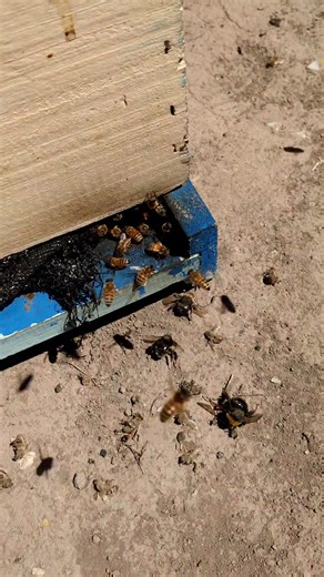 Ya muchachos alguien tiene que decir la verdad: los bombus terrestris siempre se mueren polinizando junto a las abejas, a los bombus nadie les hace mantenimiento nadie los alimenta en tiempos malos , pero se les da buena propaganda para que caiga el fruticultor; sin embargo, si polinizan en días nublados, son más firmes, trabajan con frío, pero la verdad es que con un par de colmenas más compensan los días nublados por hectárea fácilmente. Las abejitas le sacan una ventaja de 99.2 fácilmente hay