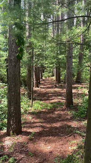 FREE 4K UHD Relaxing Forest 🌲 Stock Footage Vertical Video