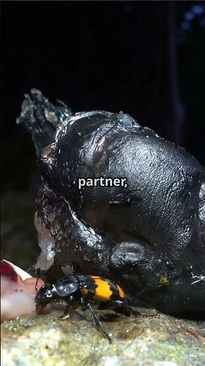 Unbeatable Beetles: The American Burying Beetle!