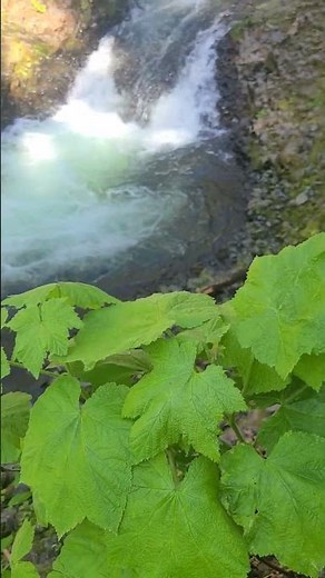 One of many falls we saw hiking the 5.2 mil Wahkeenatrai and Multnomah Falls Loop in Oregon.