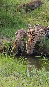 Animal Planet TV on Reels