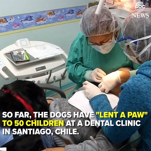 ALL SMILES: A non-profit in Santiago, Chile uses therapy dogs to help children with autism stay calm at the dentist’s office. “I had never seen him like that, so calm, relaxed and he let the dentists work.” https://abcn.ws/2rwQsjP | ABC News