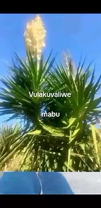 tik tok search ngakatjhitja or Thato | Ngaka Tjhitjha