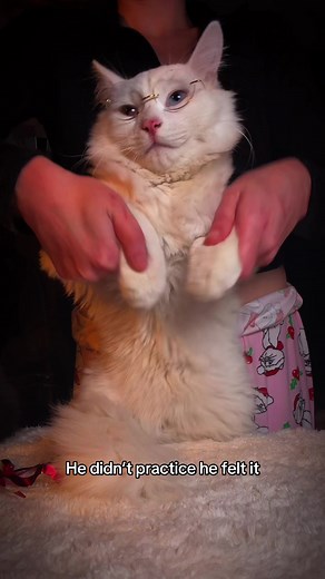 #catsoftiktok #trend #cattok #dancer #catdance