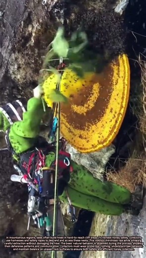 Collecting Honey from Mountain Cliffs Safely Using Ropes and Harnesses