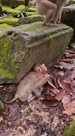 Feeding Animals, Cute Baby Animal #shorts #Reaction #Satisfying #Skincare #AcneTreatment
