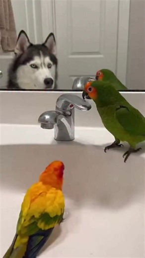 Husky's Mischief with Parrots and Cat A husky's curiosity leads to a splashy surprise in the bathroom! #fblifestyle #AI Generated using Kling AI . . . (For entertainment purposes only. Consult professionals if guidance on activities is presented. No brand affiliation is implied if any are shown. If inspired by true events, creative adaptations may be included. Content may include public footage.) | Fabiosa Fitness