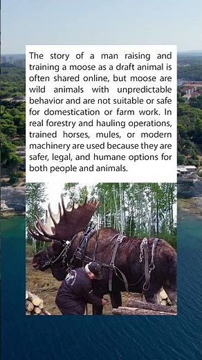 Can You Really Train a Moose to Do Farm Work?