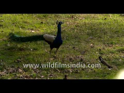 A peacock pauses before continuing its walk