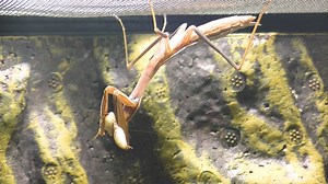 卵からオオカマキリ飼育2023 その08 成虫までもう少しか！？・・ケージ拡張！