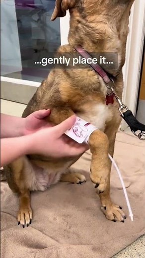 Taking your pet's blood pressure reading🐈🐕‍🦺#vetadvice #vetcare #pethealthclub #pethealth #howto