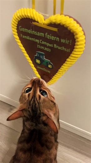 Just bengal cat things 🙃 #catvideo #bengalcat #funnycats #cats #cutecat