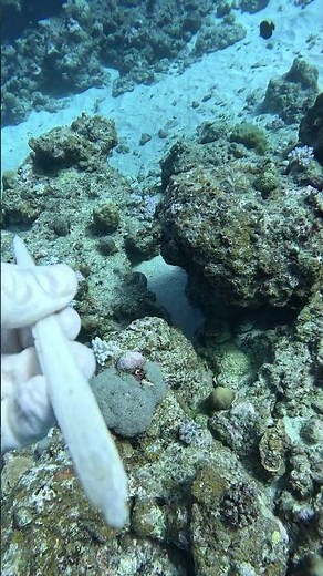 Stingray BARB...