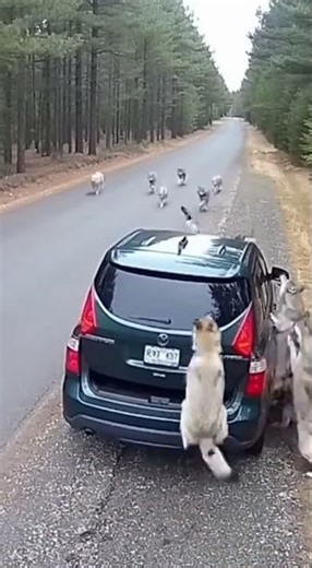 wolves surround her car… no escape 😨