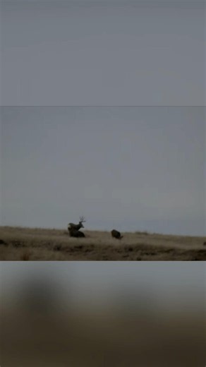 Target acquired! #muledeer #hunting #buckstormsd #deerhunting