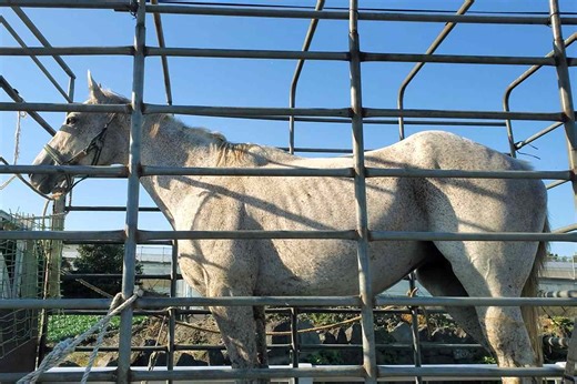 'Gentle' U.S. Racehorse Rescued from Slaughterhouse in South Korea by PETA: 'Now She Grazes Freely'