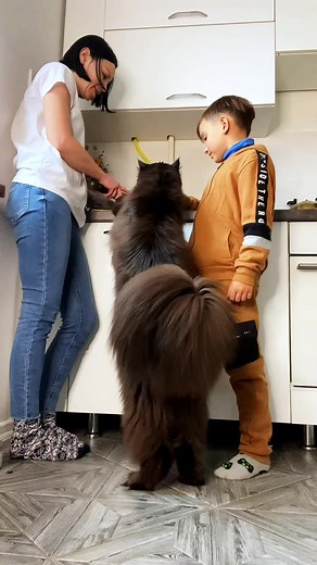 Maine Coon Cat Interaction with 7-Year-Old Boy