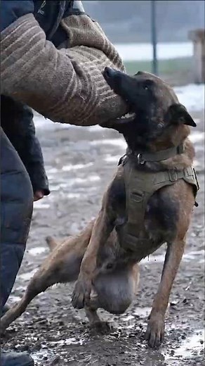 This Malinois Was Locked In | Silent Guardian