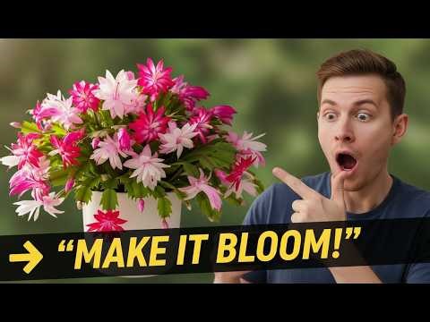 How to Grow and Care for Easter Cactus 🌸 Full Beginner Guide + Blooming Secrets! #plants