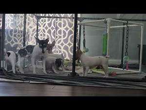 Toy fox terrier play time with momma