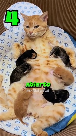 5 secrets about your kitten that nobody tells you!😱