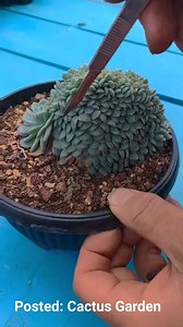 1.8M views · 10K reactions | Great tips for your SSucculents | Cactus Garden | Facebook