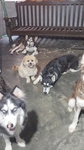 I Love Dogs 🐕#dig#cute #love # https://youtube.com/@sylviahuskies?si=JOaIIJcztjU9TNWv