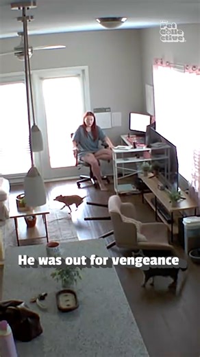 1.8M views · 1.5K reactions | When will the cats vs. dogs war end?!  (Via - Sarah M.) #Dogs #Cats #Fails #CatVsDog #WFH | The Pet Collective | Facebook