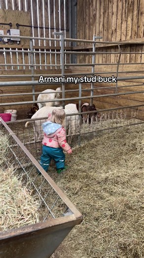 Ladbroke boer goats Armani is my current stud buck here, he’s got USA and Australian bloodlines. He’s in a pen with Frank my pet wether. #boergoats #livestock #goatfarmer #genetics #bloodline