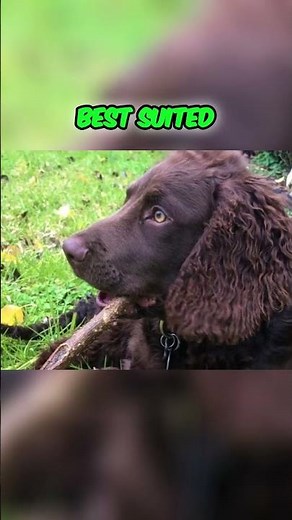 Living With the Murray River Retriever - What to Expect?