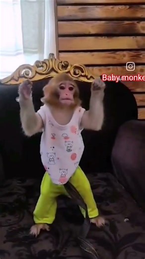 Baby Monkey is scared.mmonkey