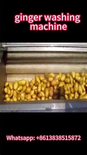 Powerful Ginger Washing Machine & Ginger washer | Fast Ginger Processing Technology#ginger