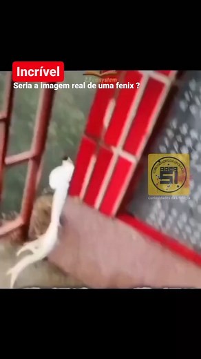 140K views · 6.9K reactions | Qual sua opinião? #uap #truth #history #moon #space #universe #consciousness #alien #nasa #cosmos #aliens #ufo #paranormal #contact #spaceship #extraterrestrial #roswell #disclosure #ovni #utp #visitors | Curiosidades da Ufologia | Facebook