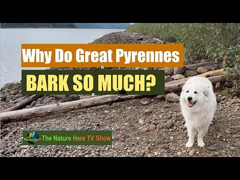 Why Great Pyrenees Are Like That