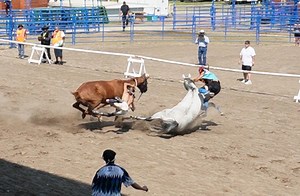 Two wrecks rock Indian Relay Races at Eastern Idaho State Fair, viral videos capture the chaos - East Idaho News