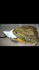 Water Bullfrog Eating Giant Rat | Insect Forest